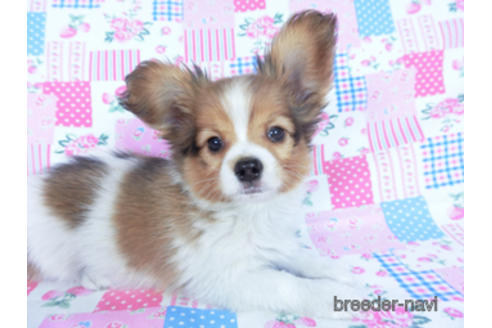 成約済の千葉県のパピヨン-159994の8枚目